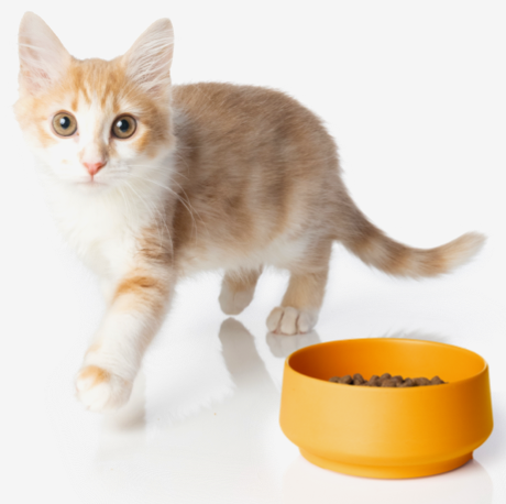Virbac dog food puppy top